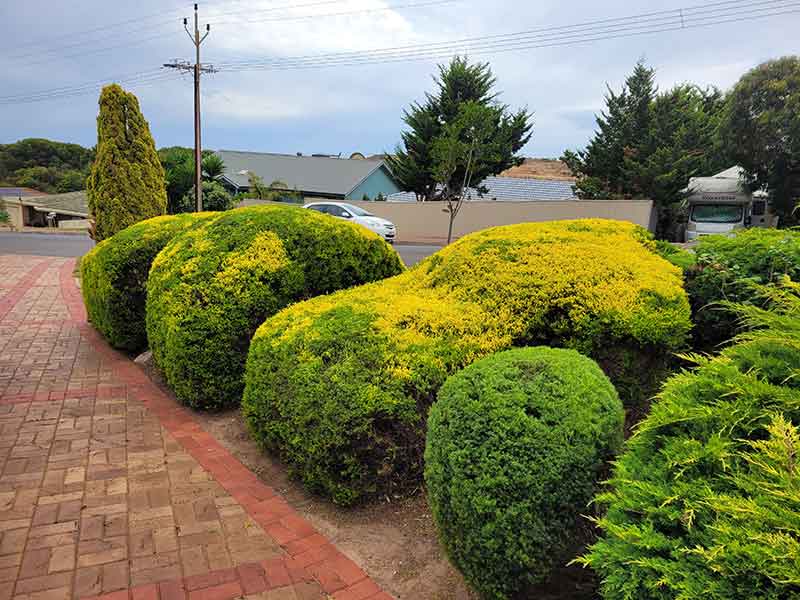 Gardening Services Adelaide Hedge trimming