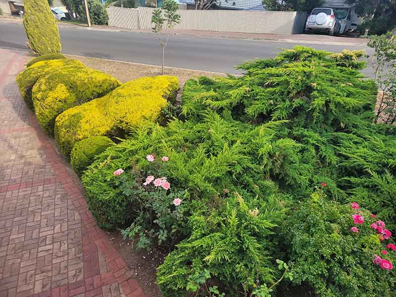 Gardening Services Adelaide Hedge trimming